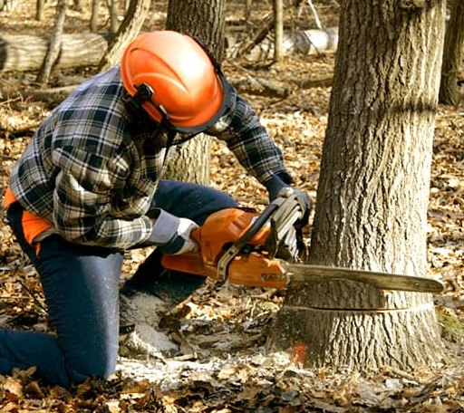 Tree Removal in North Waterford, ME